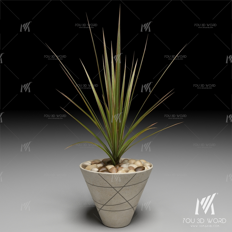 Dracaena Marginata tree